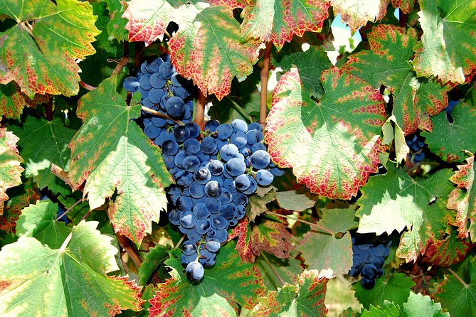 African Story Wine Tours in the Cape Winelands - Guides Make the Difference