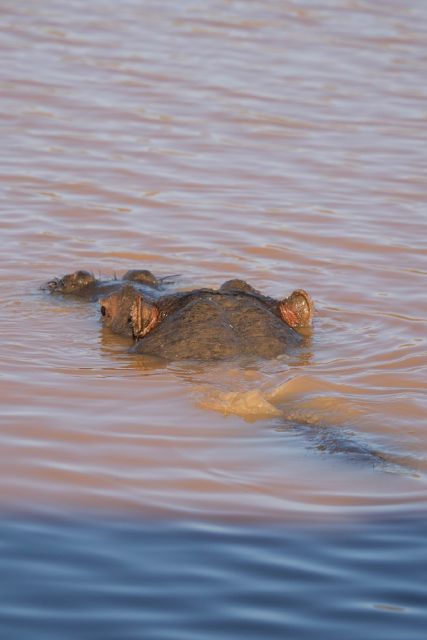 Aquila Game Reserve: Afternoon Safari - The Four-Star Buffet Lunch at 12:30 PM