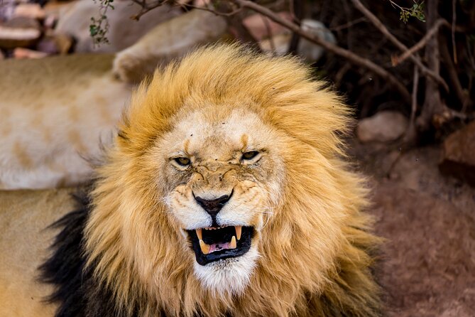 Aquila Game Reserve Safari with Park Fees, Transport & Lunch - Key points at a glance