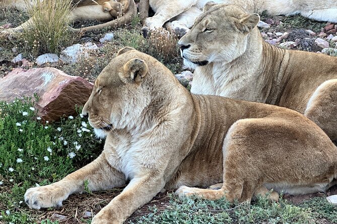 Aquila Game Reserve Safari with Park Fees, Transport & Lunch - The early pickup and the road to Aquila
