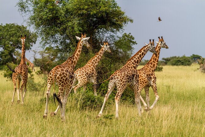 Aquila Game Reserve Safari with Park Fees, Transport & Lunch - Three hours in the open safari vehicle