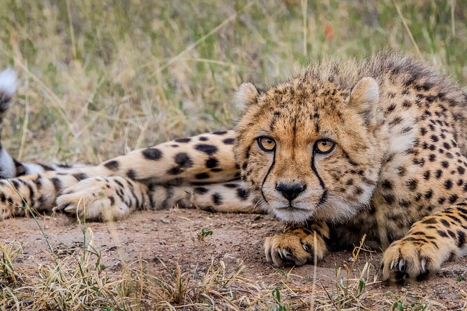 Aquila Game Reserve Safari with Park Fees, Transport & Lunch - Wildlife sightings and what you can realistically expect