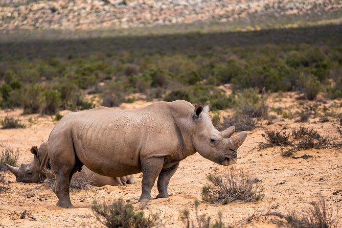 Aquila Game Reserve Safari with Park Fees, Transport & Lunch - The return journey and the true length of the day