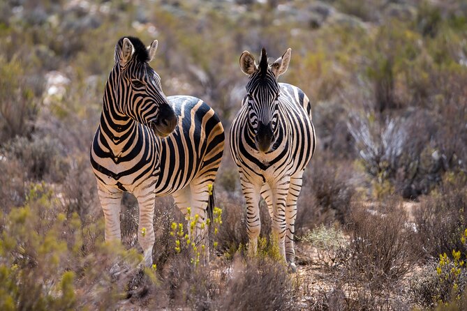 Aquila Game Reserve Safari with Park Fees, Transport & Lunch - Price, group size, and what is covered