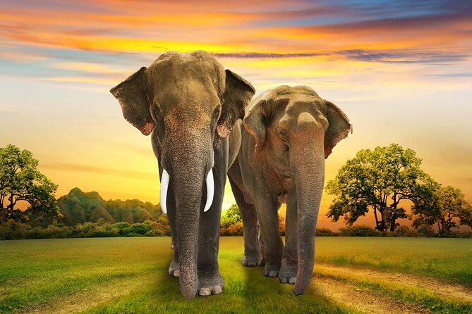 Aquila Game Reserve Safari with Park Fees, Transport & Lunch - Who should book this day trip