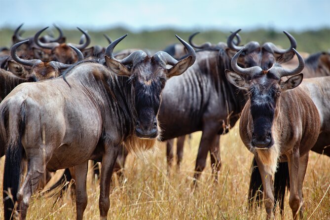 Aquila Game Reserve Safari with Park Fees, Transport & Lunch - Arrival, welcome drink, and buffet lunch