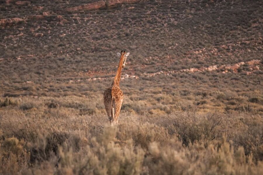 Aquila Private Game Reserve: Sunset Safari with Entry Fee - Reaching Aquila from Cape Town
