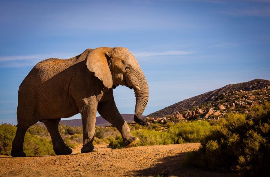 Aquila Private Game Reserve: Sunset Safari with Entry Fee - Tea, coffee, and a gentle start at 3 PM