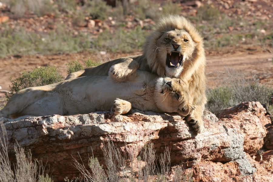 Aquila Reserve: Private Day Tour with Shared Game Drive - What the Aquila Reserve day is really like