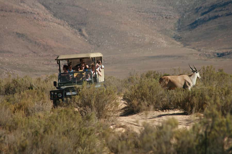Aquila Reserve: Private Day Tour with Shared Game Drive - Arrival at Aquila: breakfast before the animals