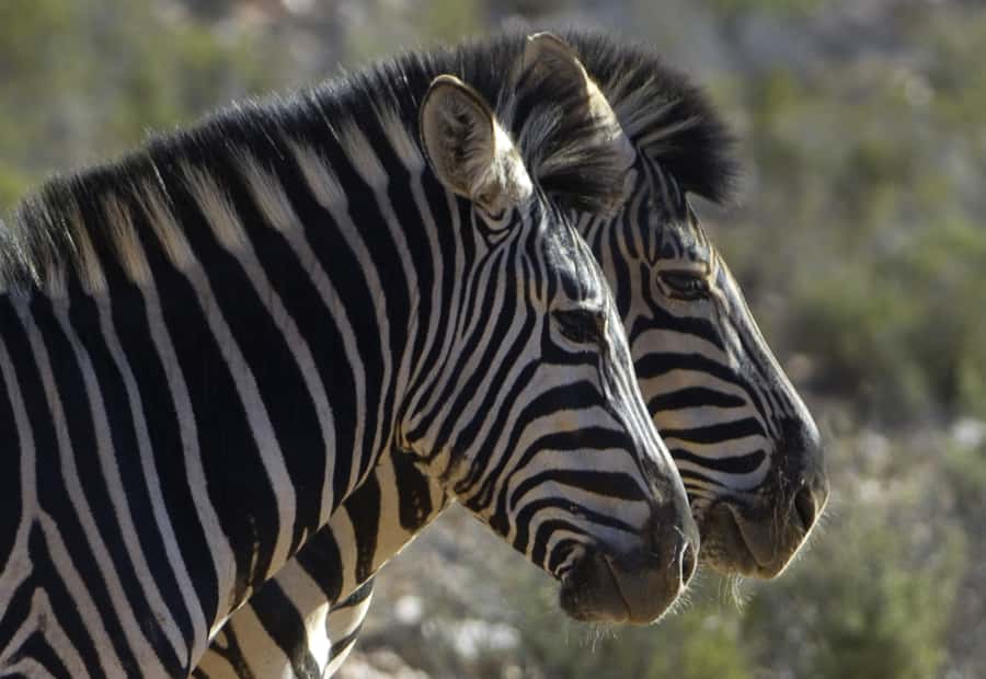 Aquila Reserve: Private Day Tour with Shared Game Drive - What to bring for an open-top safari