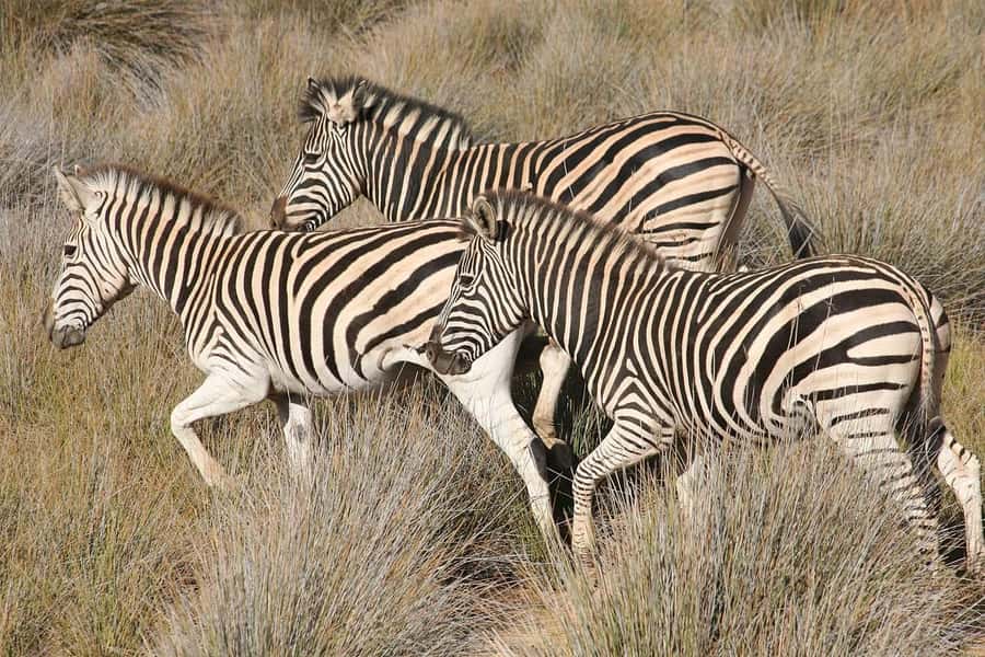 Aquila Reserve: Private Day Tour with Shared Game Drive - Buffet lunch and a slower afternoon
