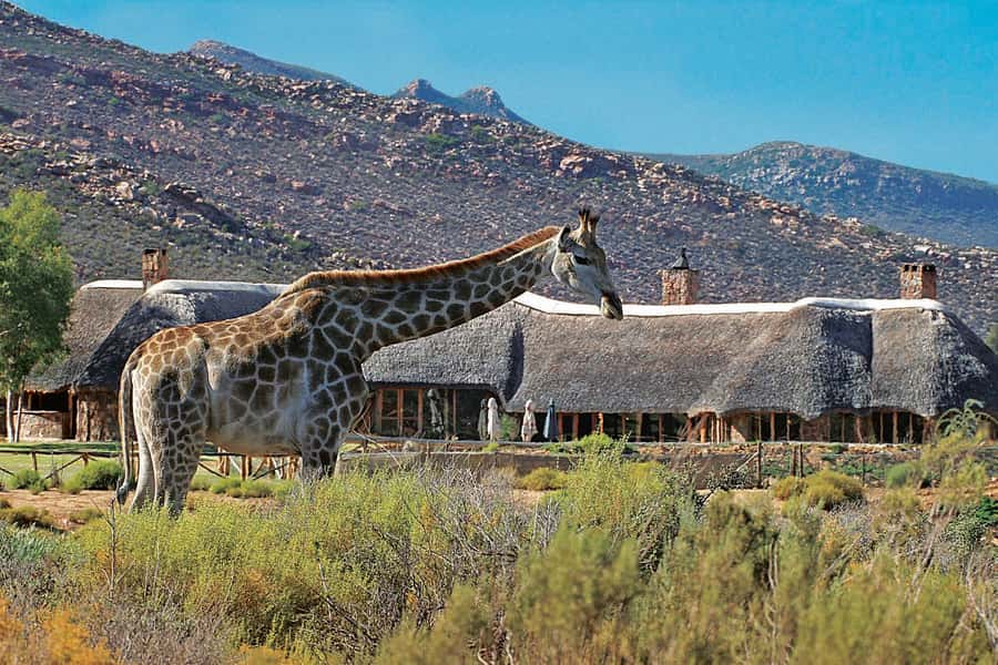 Aquila Reserve: Private Day Tour with Shared Game Drive - Leaving Cape Town in a private vehicle