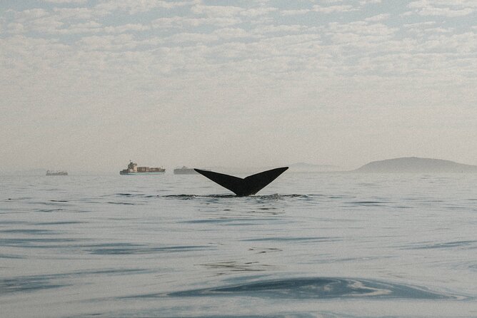 Atlantic Outlook Kayak Tour Cape Town - How much value do you get for $29?