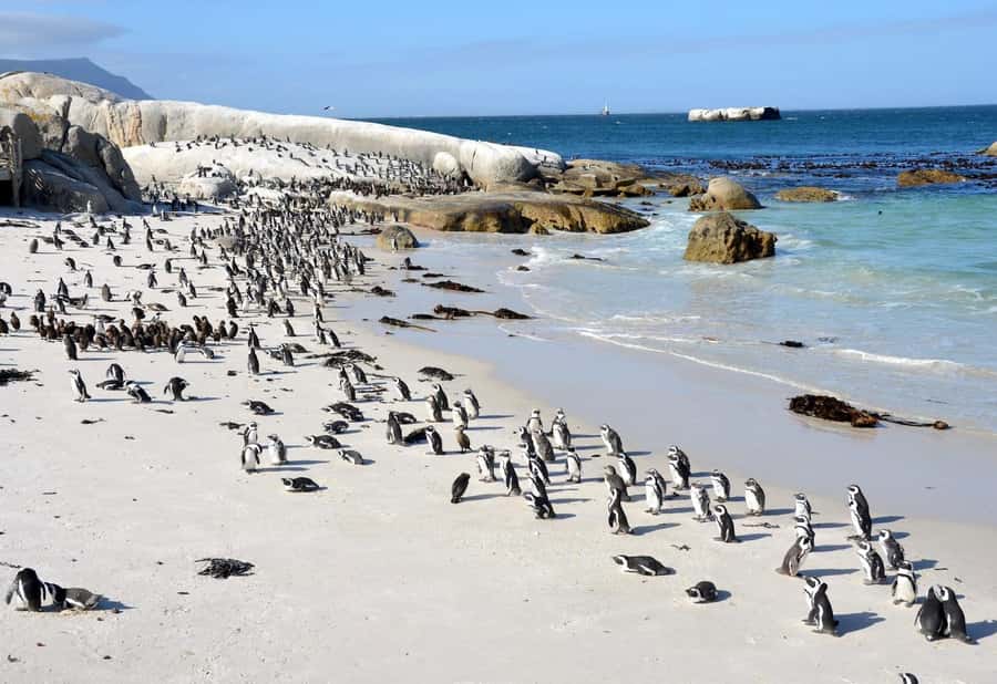 Beach Day at Boulder's Beach & Penguin watching, Half Day - Muizenberg’s colorful huts and a final coastal glance