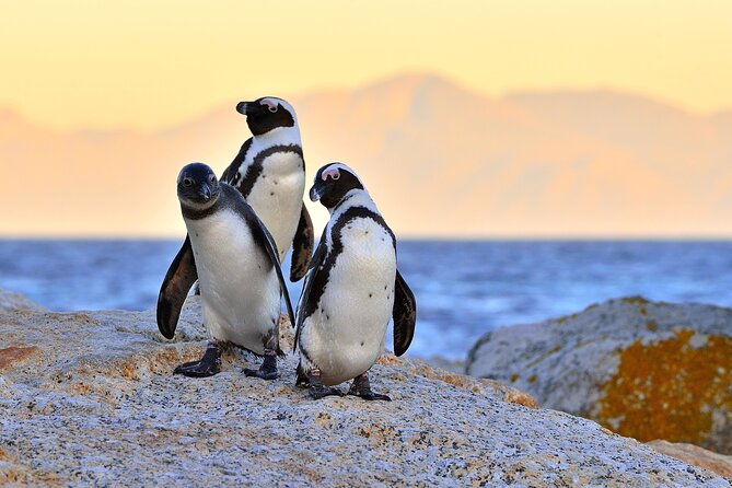 Best of Cape Town Full-Day Private Tour with Table Mountain - Table Mountain is spectacular, but never guaranteed
