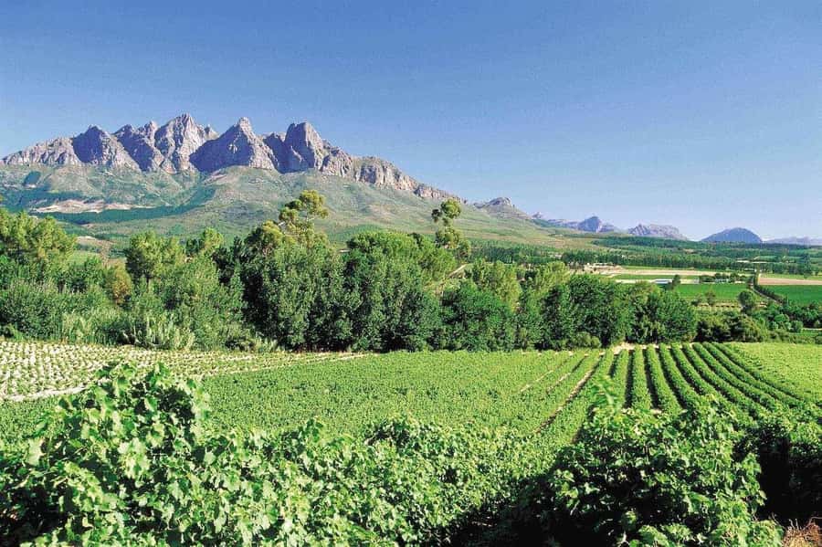 Best of the Cape Peninsula & Wine Route with Wine Tasting - Chapman’s Peak brings the best road views