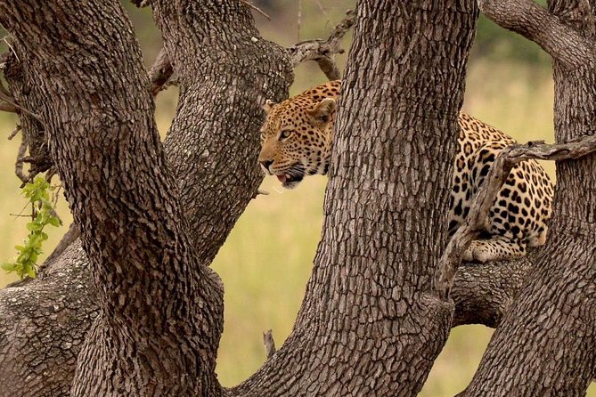 Big 5 Kruger National Park 2 Days Safari from Johannesburg - Your overnight stay in Hazyview