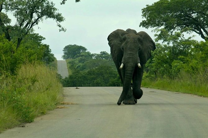 Big 5 Kruger National Park 2 Days Safari from Johannesburg - The five-hour return to Johannesburg