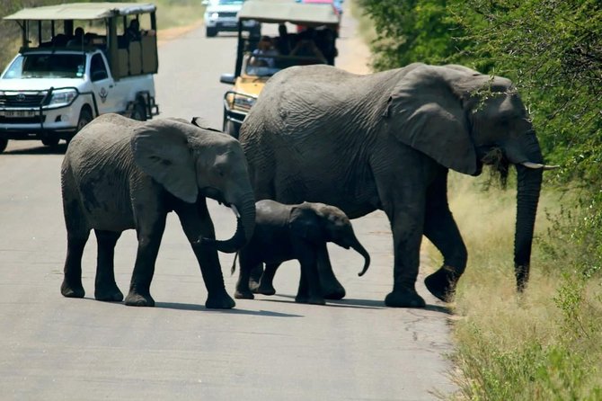 Big 5 Kruger National Park 2 Days Safari from Johannesburg - What is included, and what may cost extra