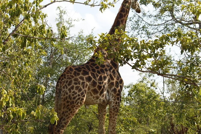 Big 5 Kruger National Park 2 Days Safari from Johannesburg - How the price compares with the experience