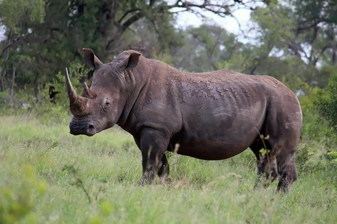 Big 5 Kruger National Park 2 Days Safari from Johannesburg - Day one: Johannesburg to Hazyview