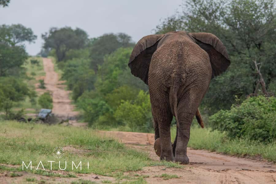 Big 5 Safari Am or Pm - Guides who make the difference