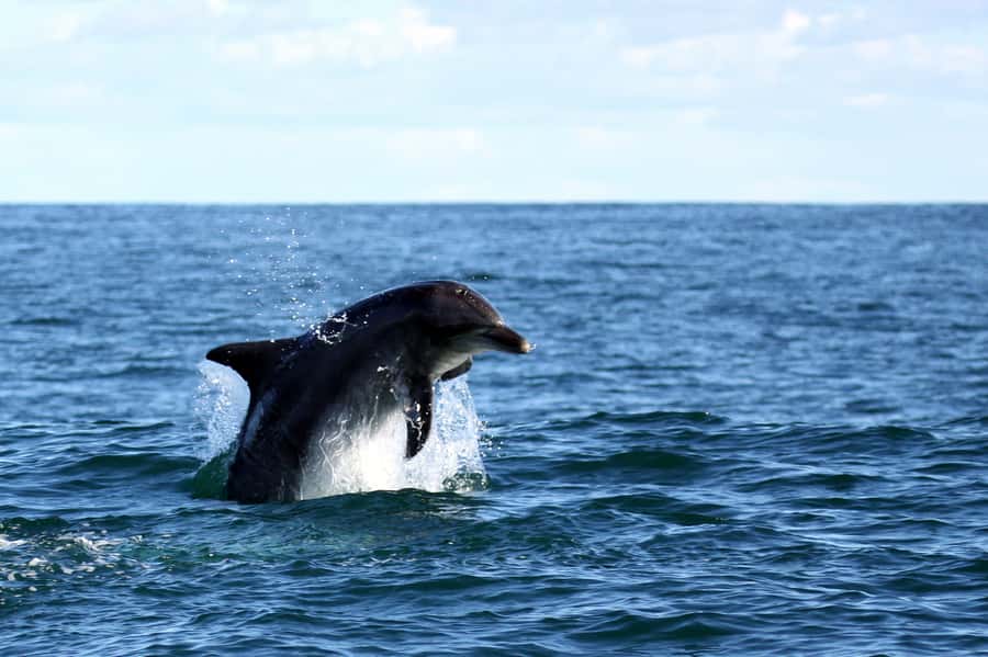 Big 5 Sea Safari Boat Ride of Gansbaai or Walker Bay - Setting out from Gansbaai Harbour