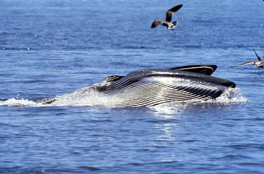Big 5 Sea Safari Boat Ride of Gansbaai or Walker Bay - Cruising beneath the cliffs of De Kelders