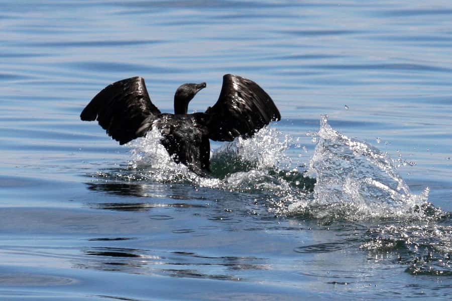 Big 5 Sea Safari Boat Ride of Gansbaai or Walker Bay - Why Danger Point matters