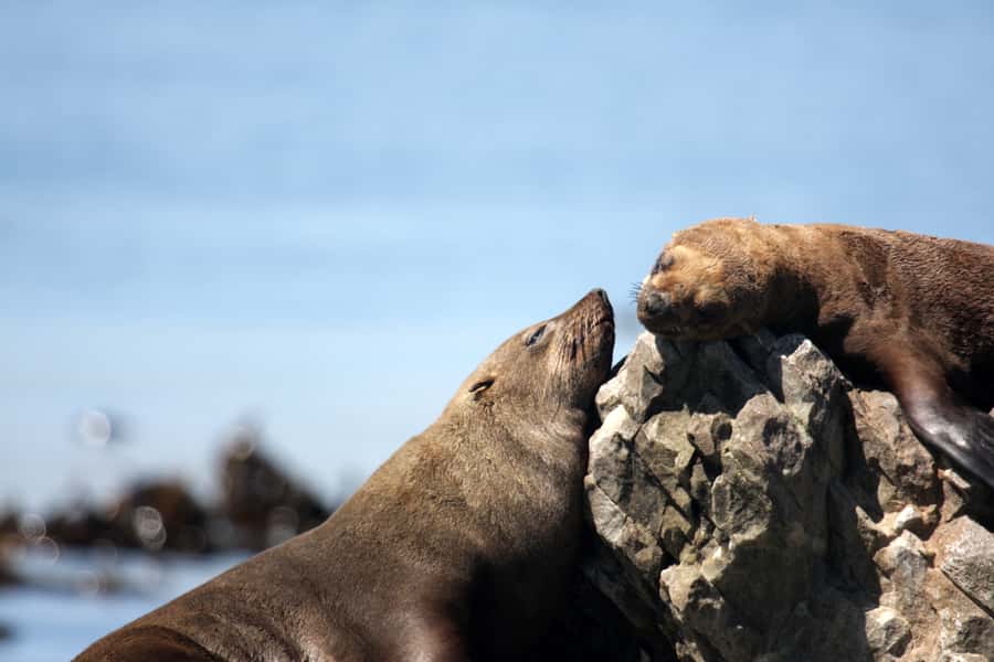 Big 5 Sea Safari Boat Ride of Gansbaai or Walker Bay - What the guide team adds