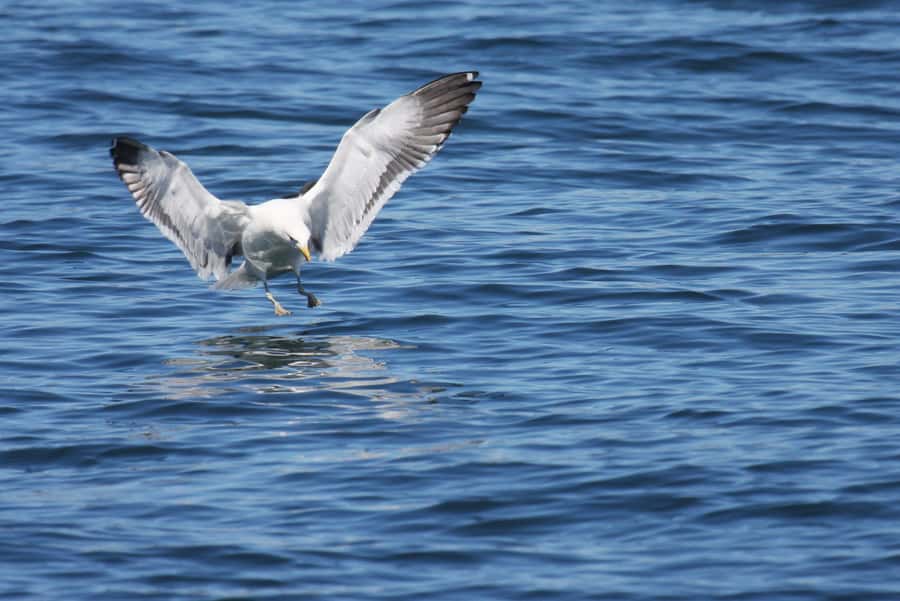 Big 5 Sea Safari Boat Ride of Gansbaai or Walker Bay - Practical tips for making the most of two hours