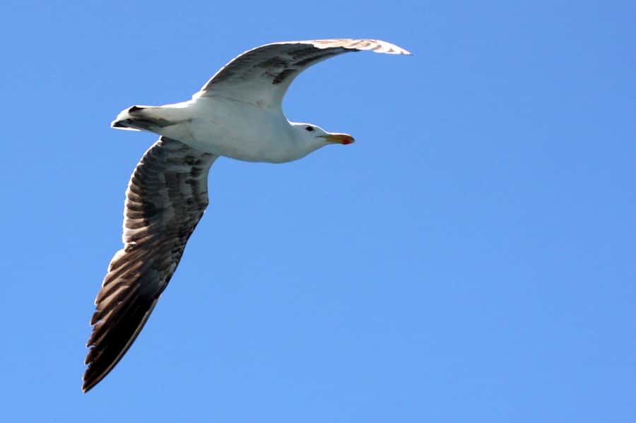 Big 5 Sea Safari Boat Ride of Gansbaai or Walker Bay - Should you book Ivanhoe Sea Safaris?