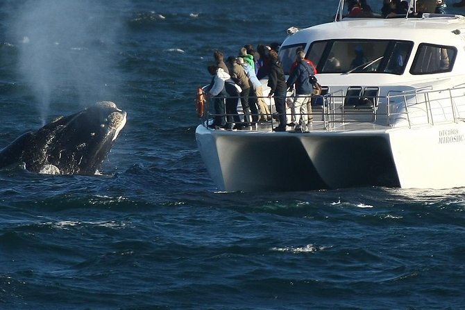 Boat Based Whale Watching from Hermanus - Starting at Hermanus New Harbour