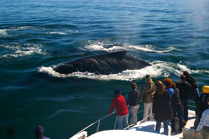 Boat Based Whale Watching from Hermanus - A Purpose-Built Catamaran With Room to Look