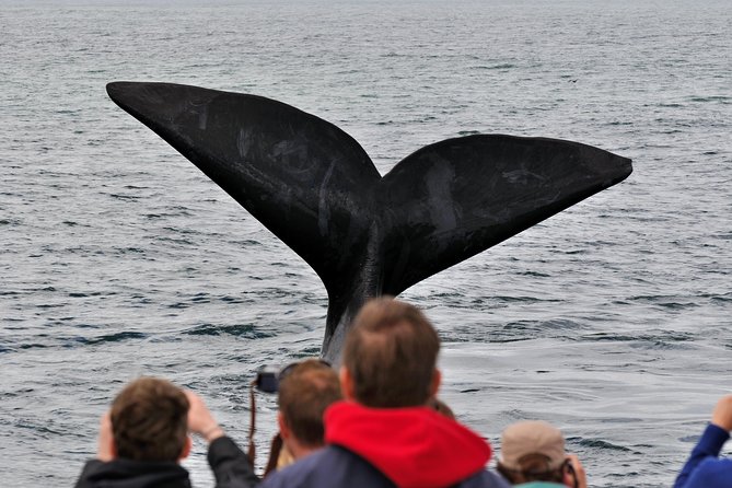 Boat Based Whale Watching from Hermanus - Humpback, Bryde’s Whales, Dolphins, and Seals