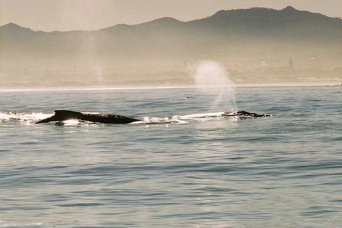 Boat Based Whale Watching from Hermanus - A Guide Who Keeps the Sightings Meaningful