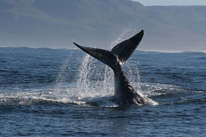Boat Based Whale Watching from Hermanus - What the Two Hours Feel Like