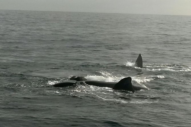 Boat Based Whale Watching from Hermanus - Weather, Cancellations, and Practical Comfort