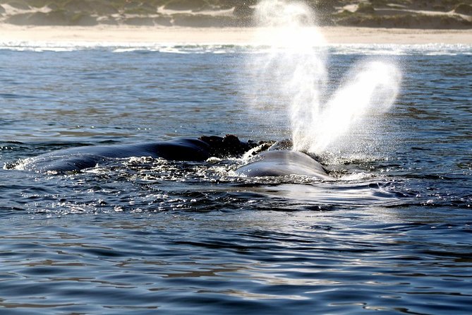 Boat Based Whale Watching from Hermanus - Is $91.45 a Fair Price?