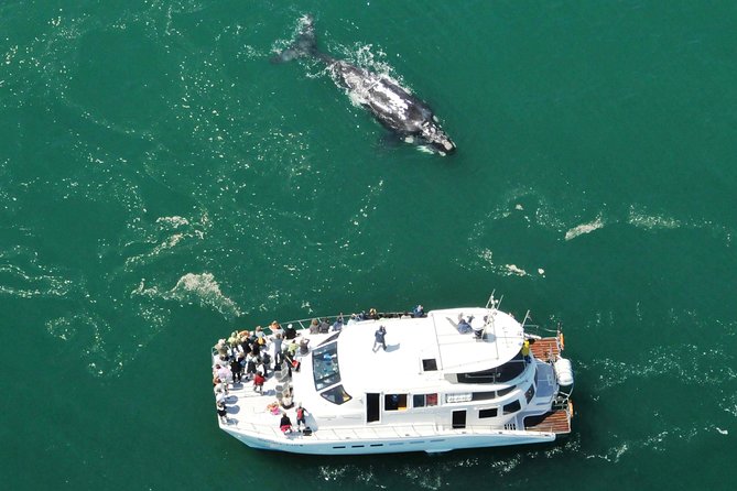 Boat Based Whale Watching from Hermanus - The On-Land Briefing With Paul Polano
