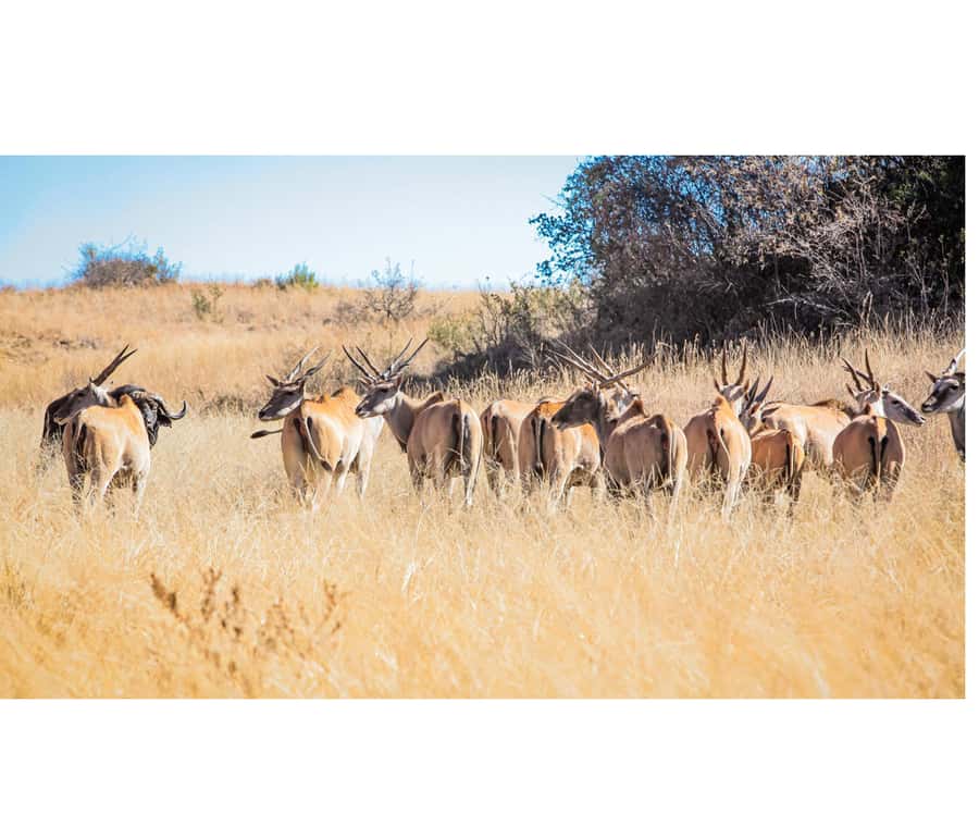 Bothongo Rhino and Lion Nature Reserve Self Drive - What the predator enclosures are really like