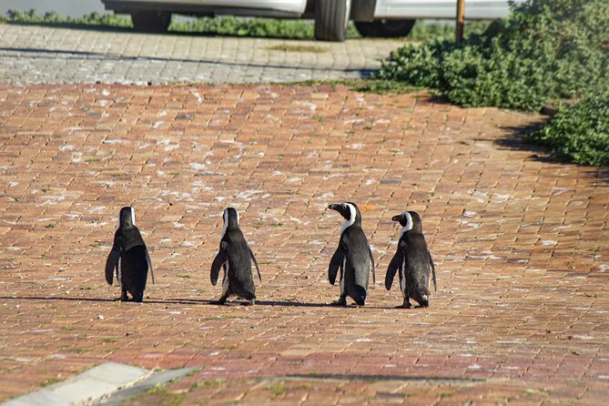 Cape Agulhas Full Day tour - Cool-Climate Wine at Hamilton Russell Vineyards