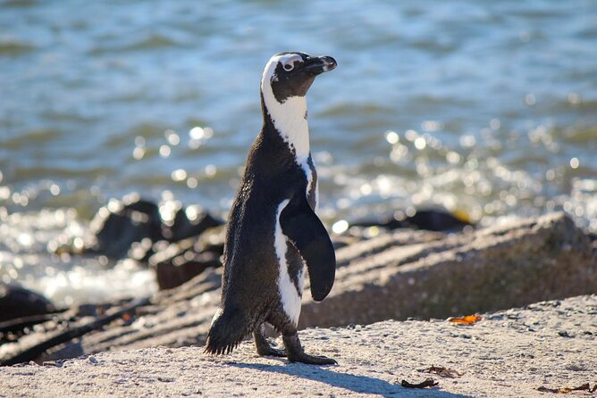 Cape Agulhas Full Day tour - Elim and Its Moravian Past