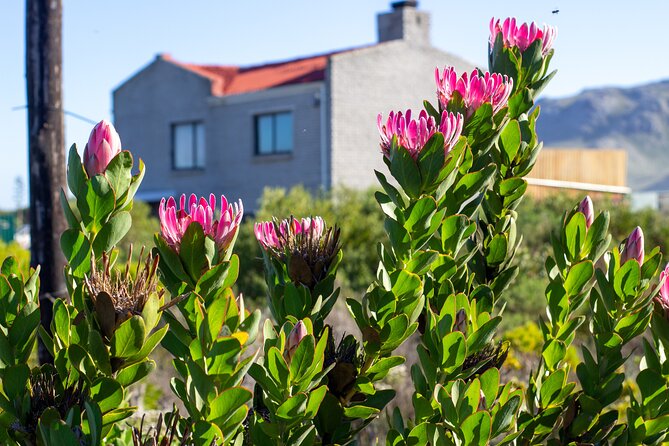 Cape Agulhas Full Day tour - What the Private Vehicle Adds