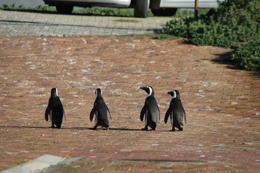 Cape Agulhas, Hermanus & Stoney point Penguins full Day Tour - Elim and a town preserved in white and thatch