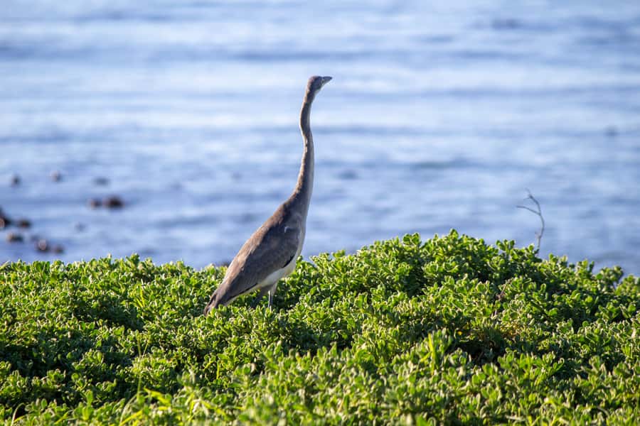 Cape Agulhas, Hermanus & Stoney point Penguins full Day Tour - The long return to Cape Town