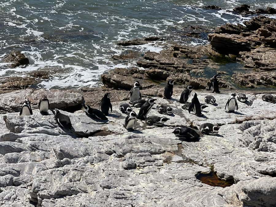 Cape Agulhas, Hermanus whales & Wine Tasting Day Trip - Why this Cape Town day trip covers so much ground