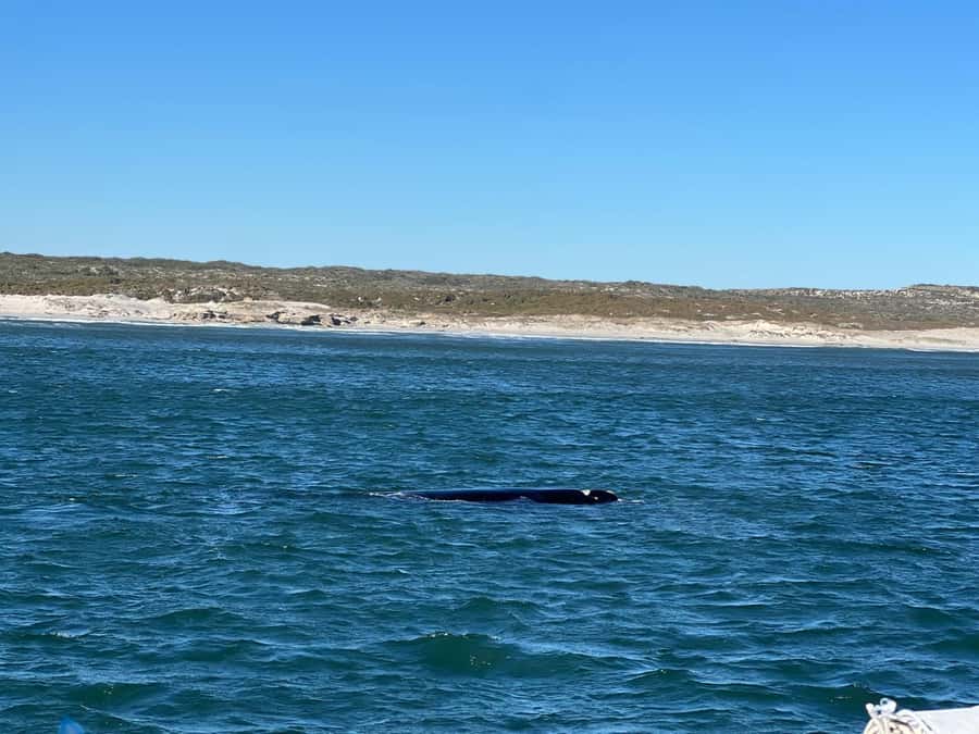 Cape Agulhas, Hermanus whales & Wine Tasting Day Trip - Caledon, Napier, and Bredasdorp: the rural middle of the day