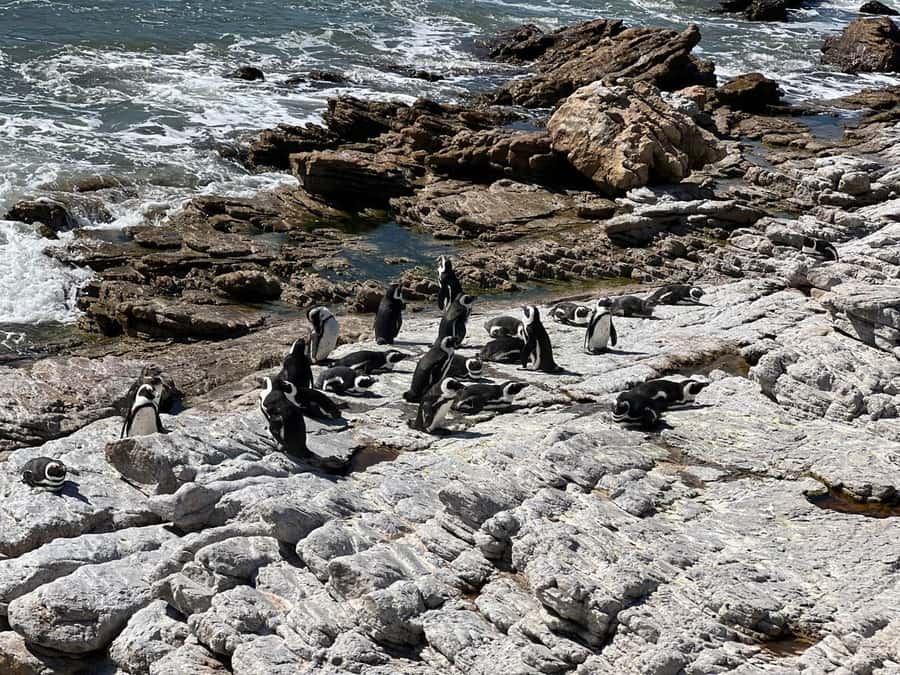 Cape Agulhas, Hermanus whales & Wine Tasting Day Trip - Cape Agulhas and the meeting of two oceans